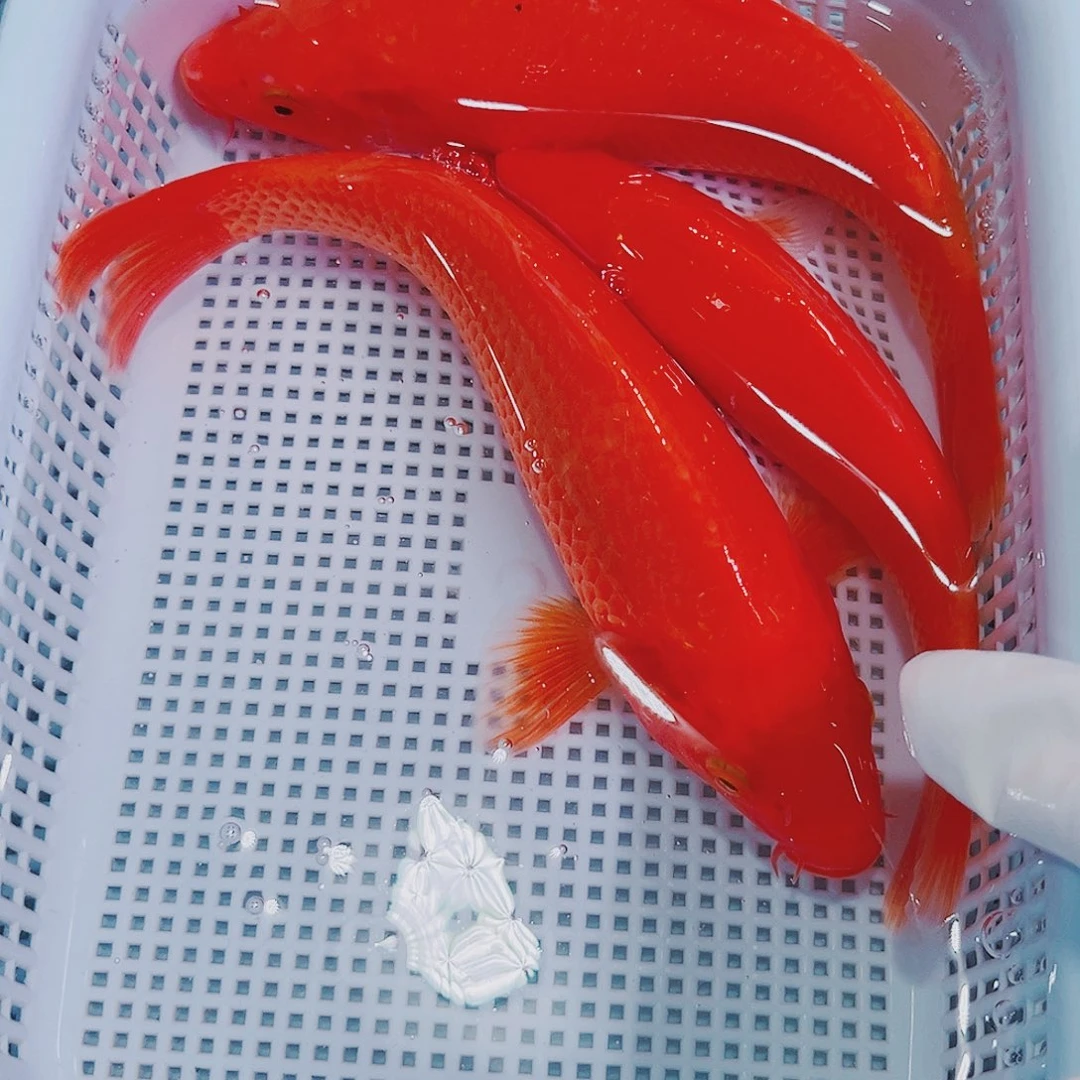锦鲤锦鲤冷水观赏鱼