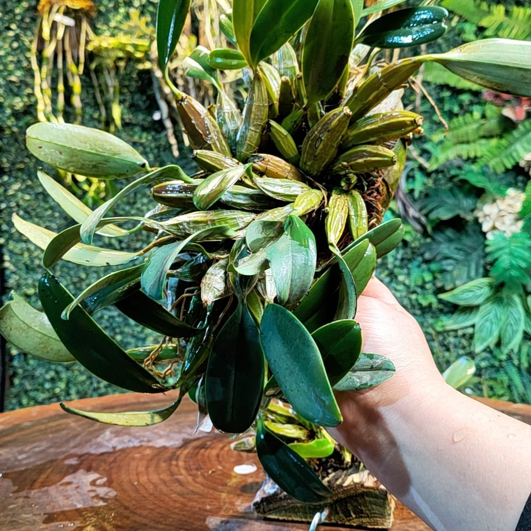 【闪购商品】西**品65泰聚花花