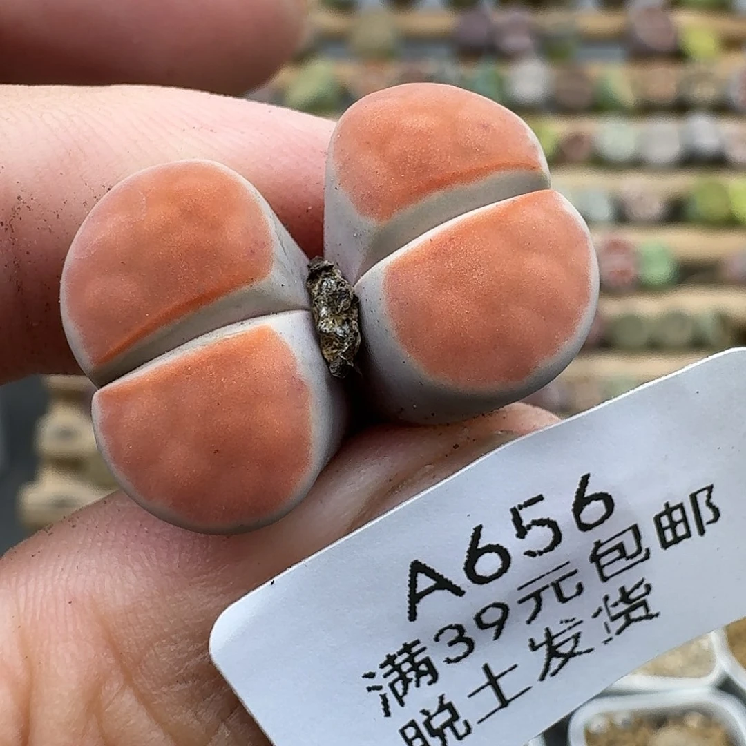 656多肉哈哈哈哈哈哈