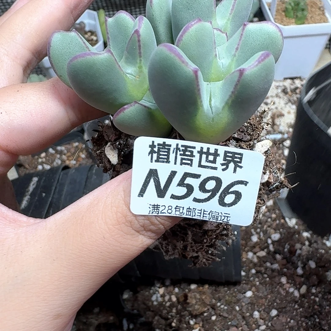 多肉植物的润泽发布