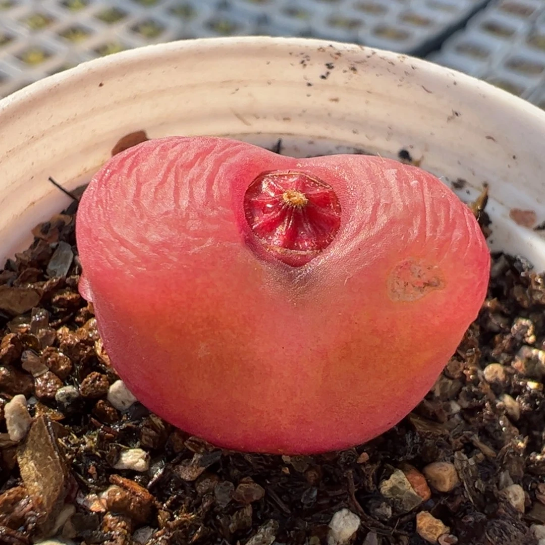 075多肉植物百科