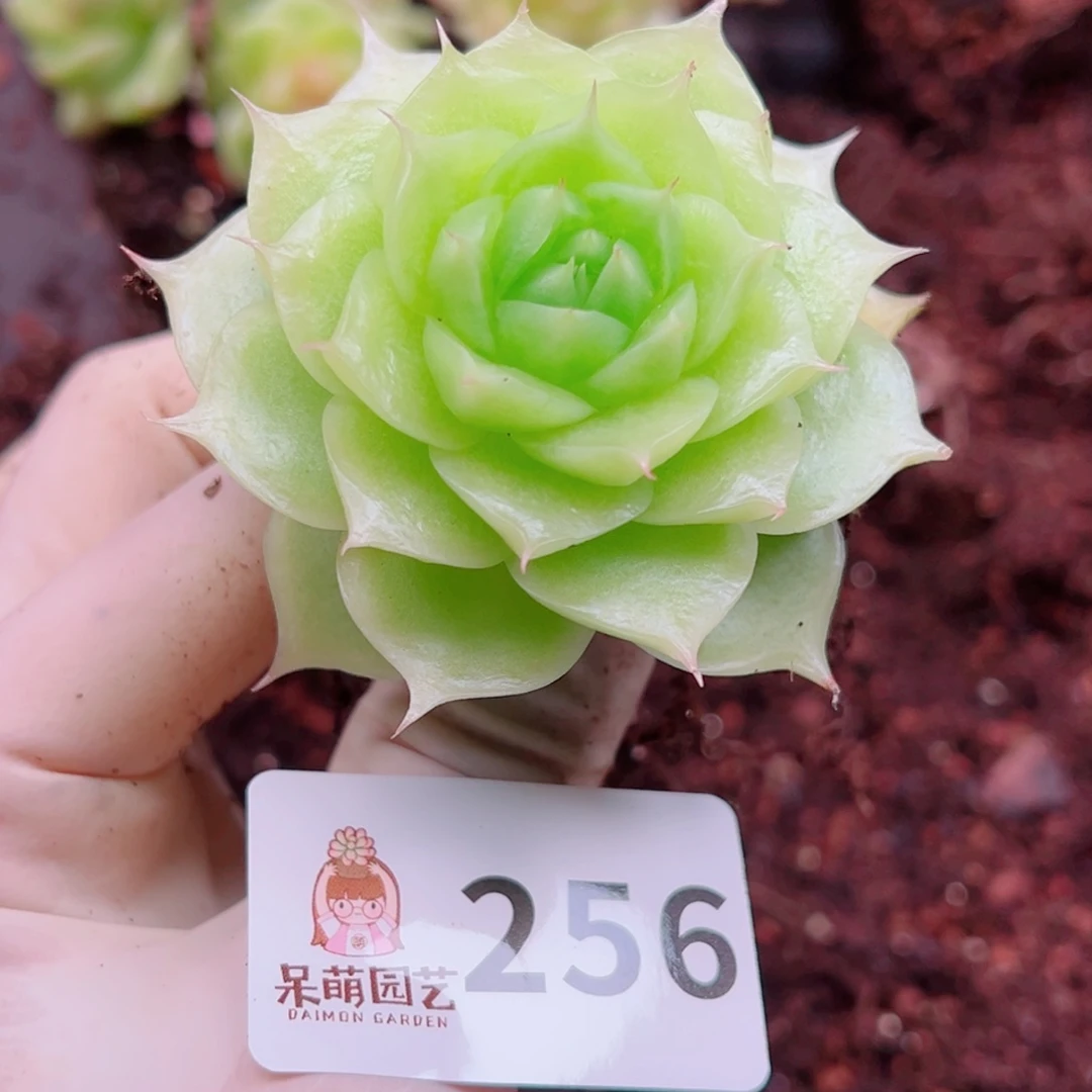 多肉植物多肉植物