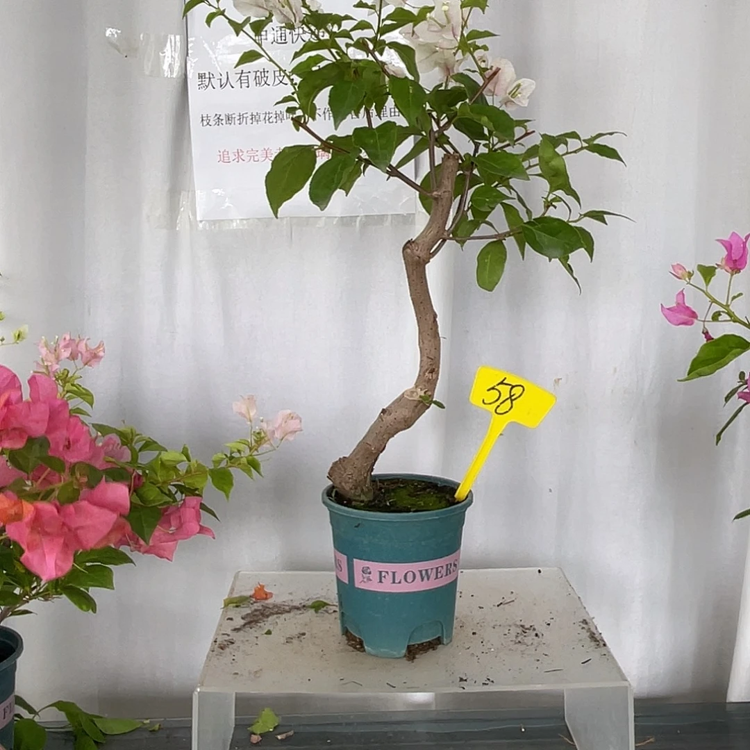 当前无花栽培后可以开花58广红樱桩