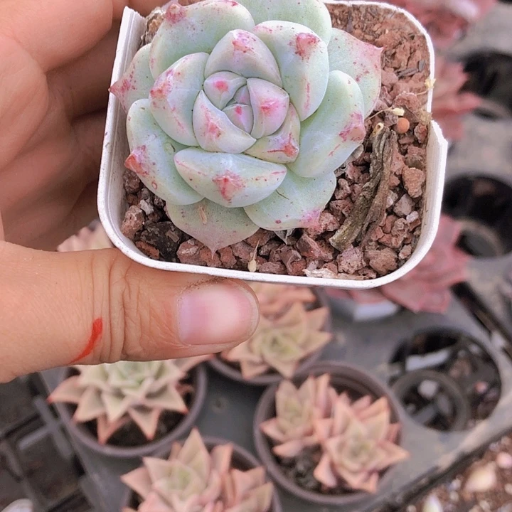 x***,X多肉。山东临沂多肉植物