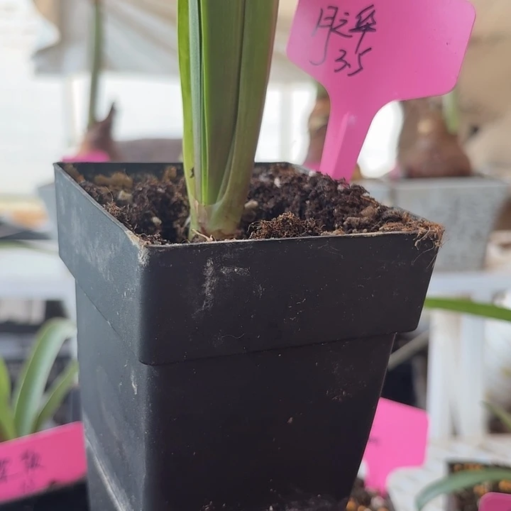 无花朵月之华朱顶红直径3.5