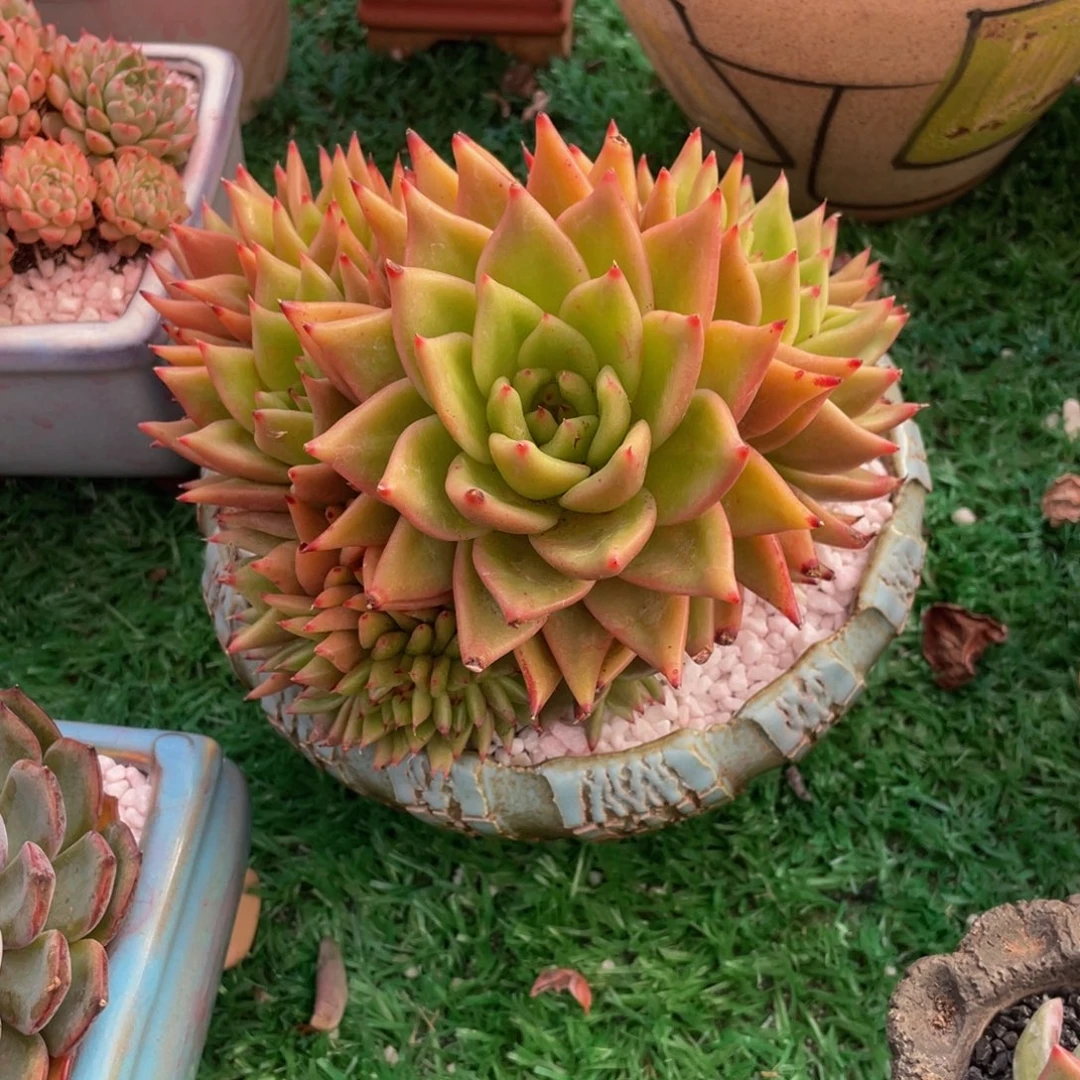 夏***夏多肉植物盆栽多肉植物