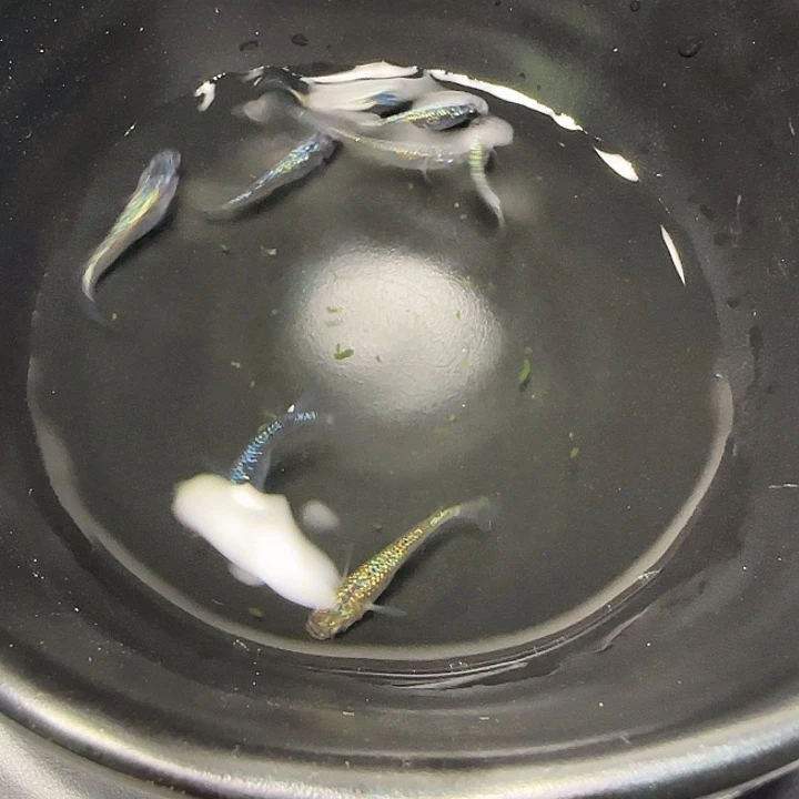 青鳉鱼004海王星8条