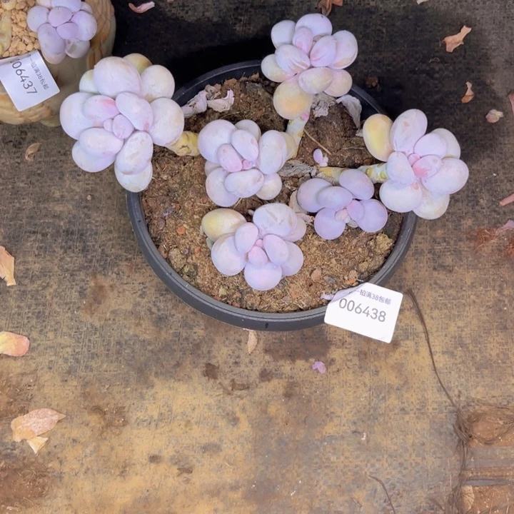 H***，多肉一物一拍6438