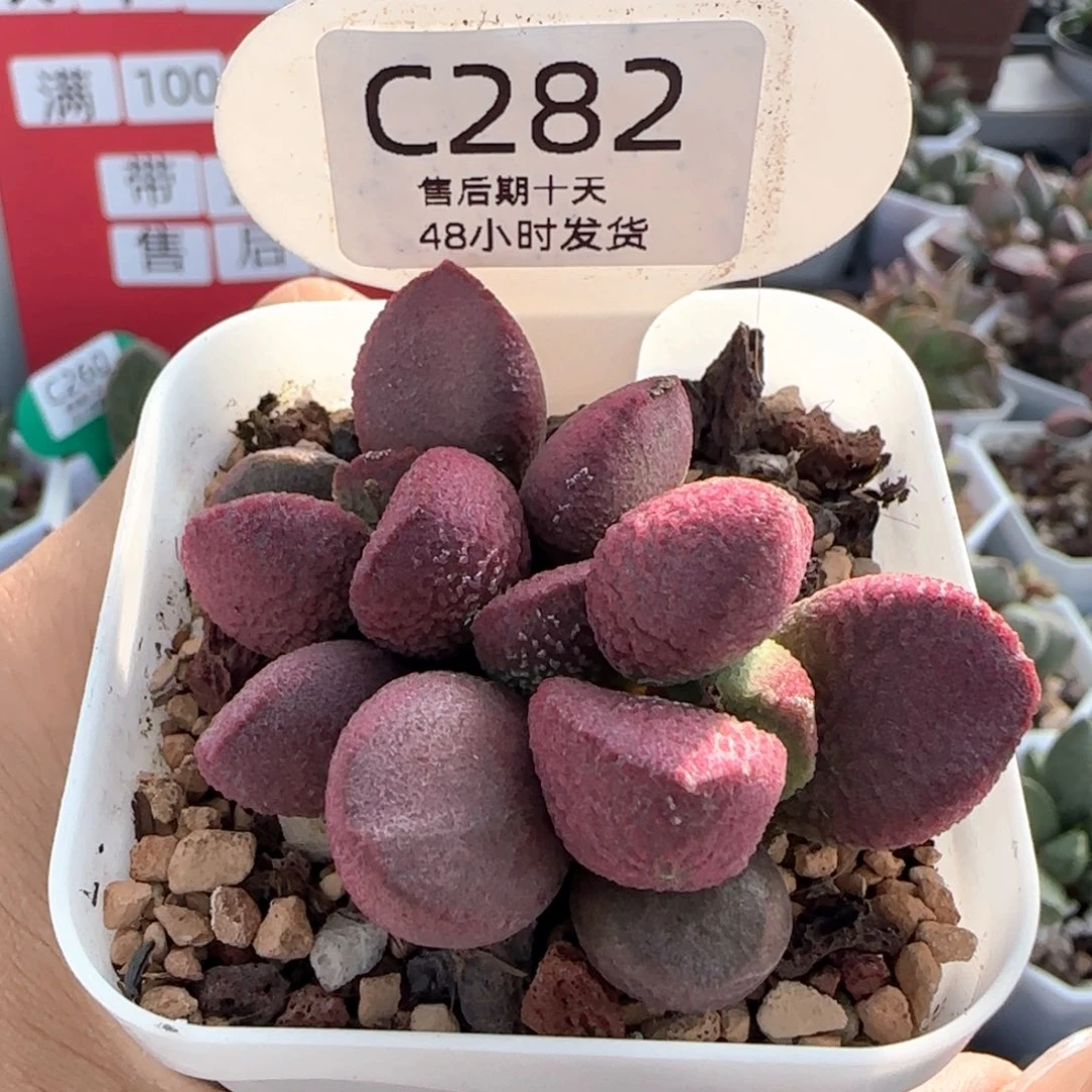 福利。      282。