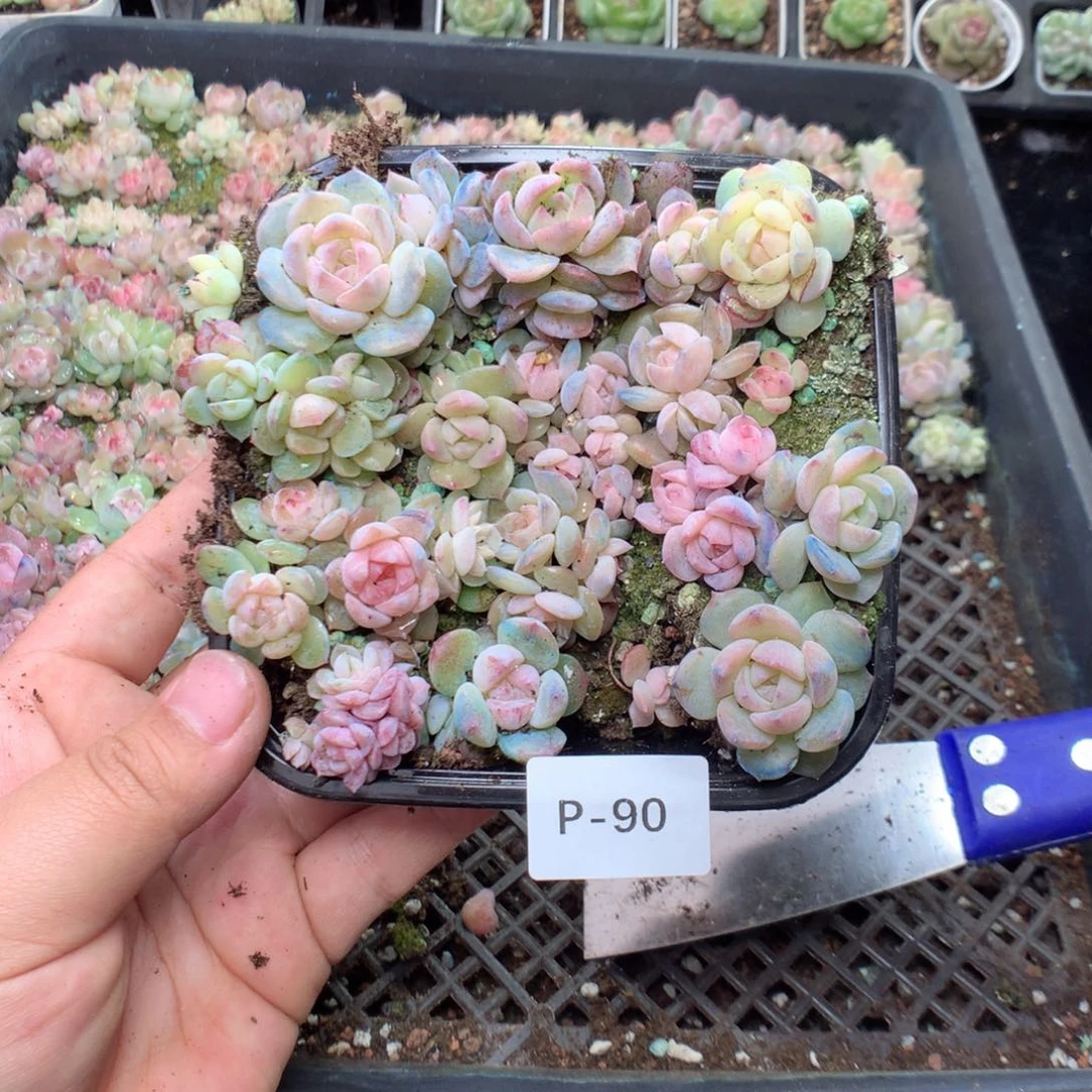 无花朵P90一英语英语