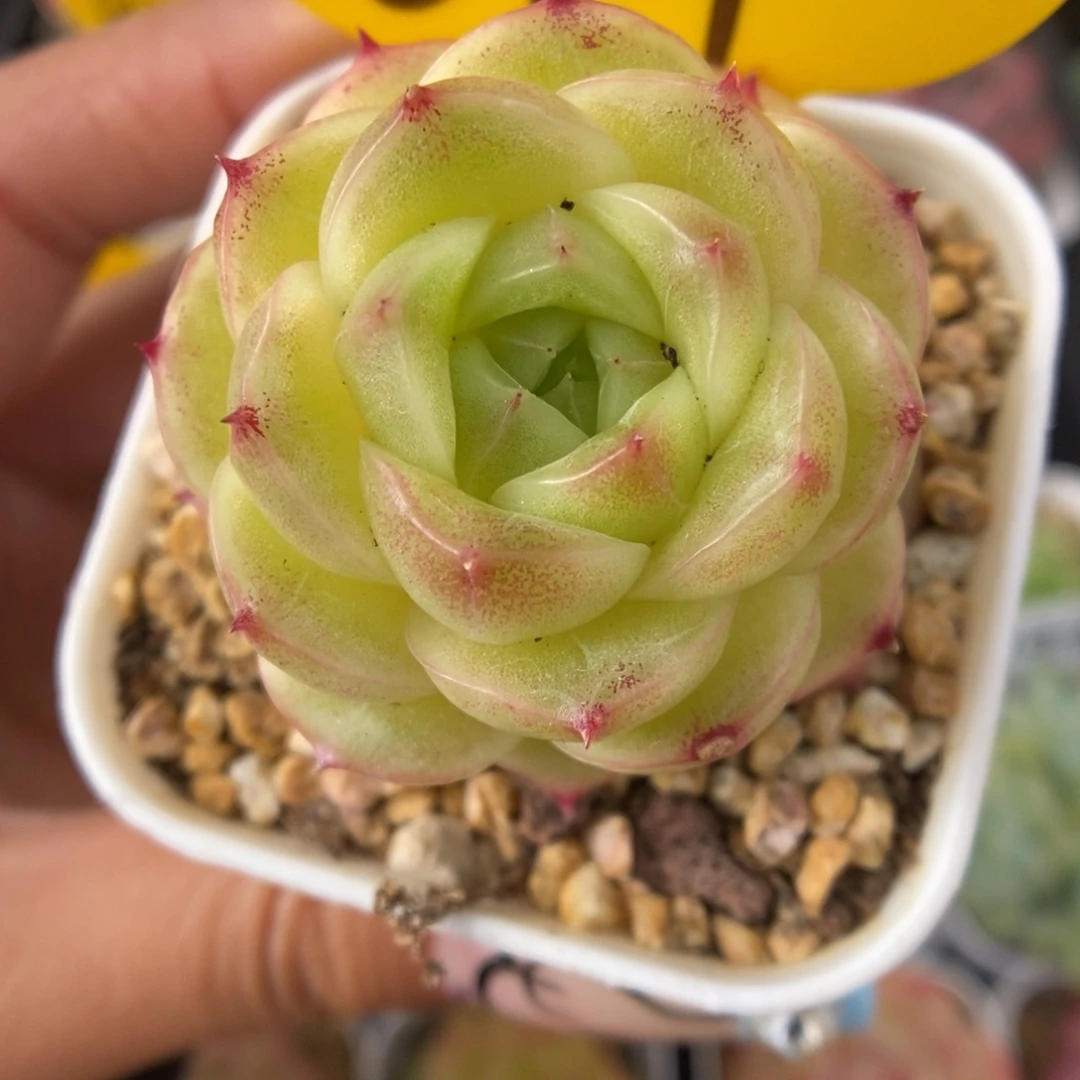 蜜蜡麦秆可拍617号。