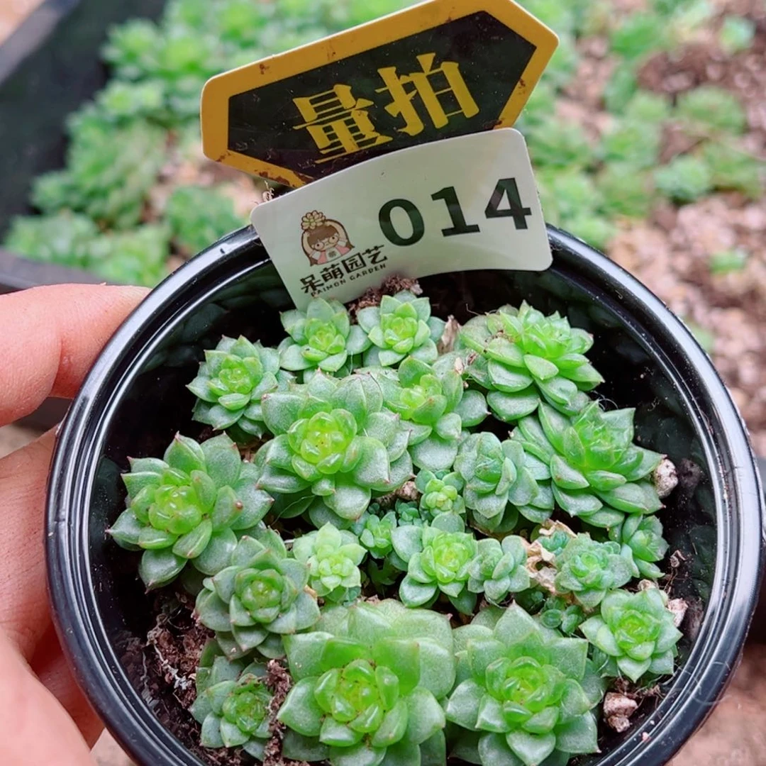 多肉植物多肉植物