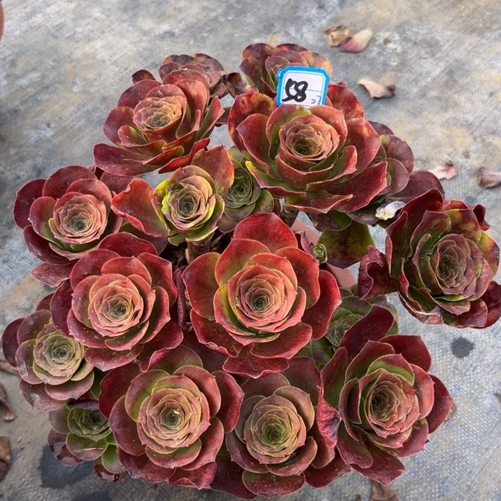 58魅金玫瑰丛林朵朵