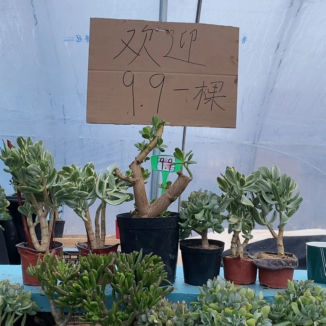 烟***)完全开放老桩海带一物一拍