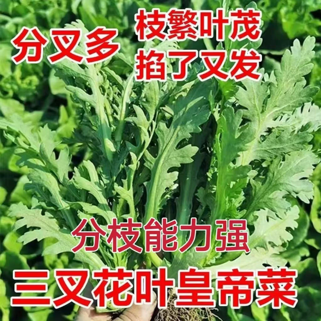 湖北正宗新鲜茼蒿蔬菜种子茼蒿菜小叶茼蒿蓬蒿菜皇帝