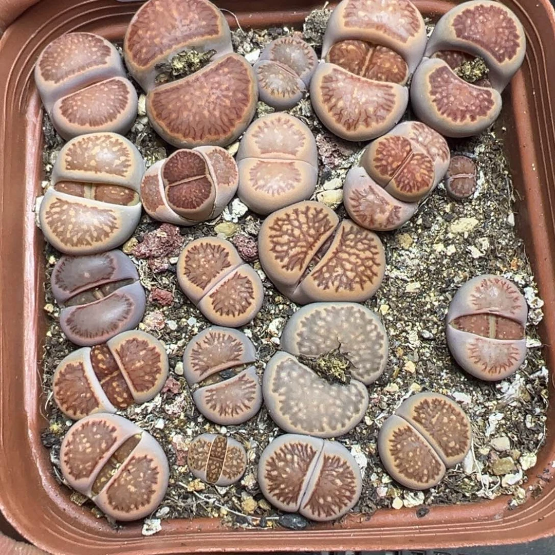 【闪购商品】 416。