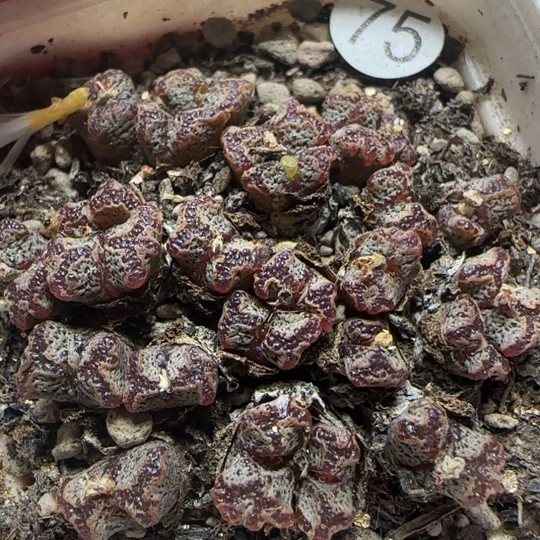 漂漂亮亮多肉植物75