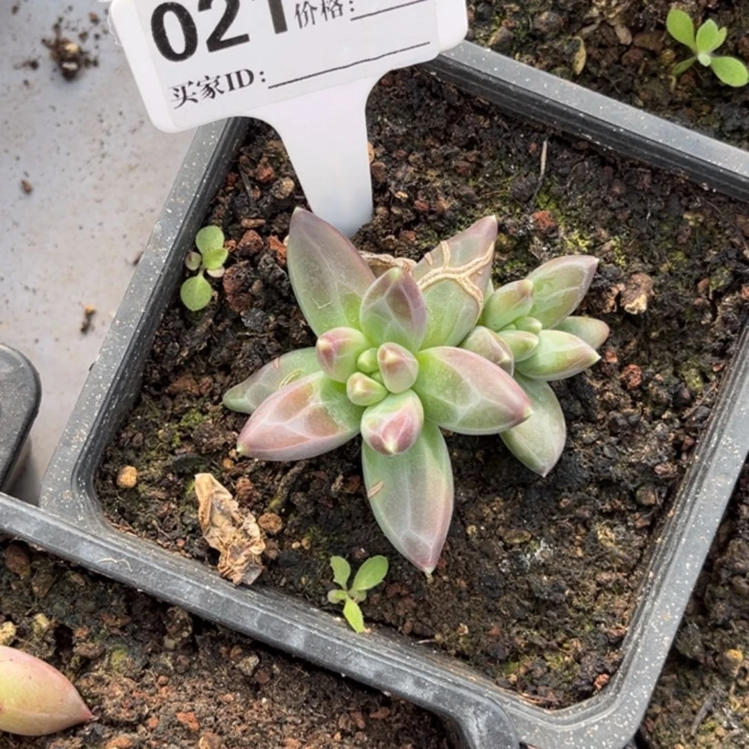 雪代理个体多肉植物21