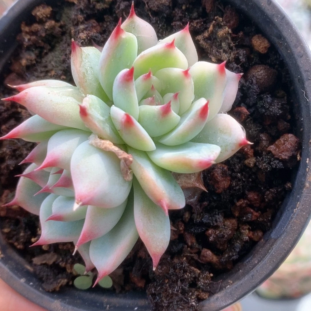 017锦锦锦锦锦锦锦锦