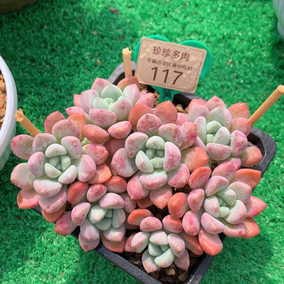 花斑露老桩无砍平头117