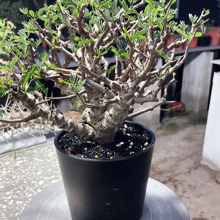 捡漏念珠苏木66666666
