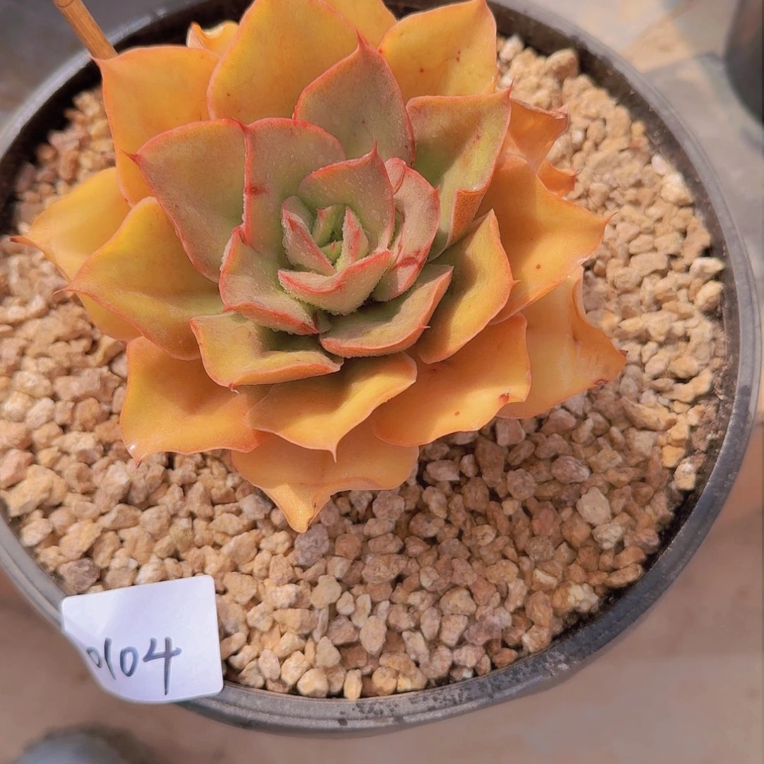 风****?0104蒙娜丽莎多肉