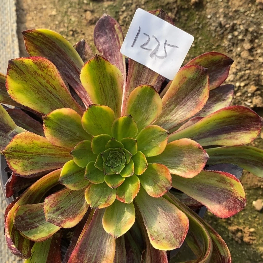 1275莫兰迪多肉植物