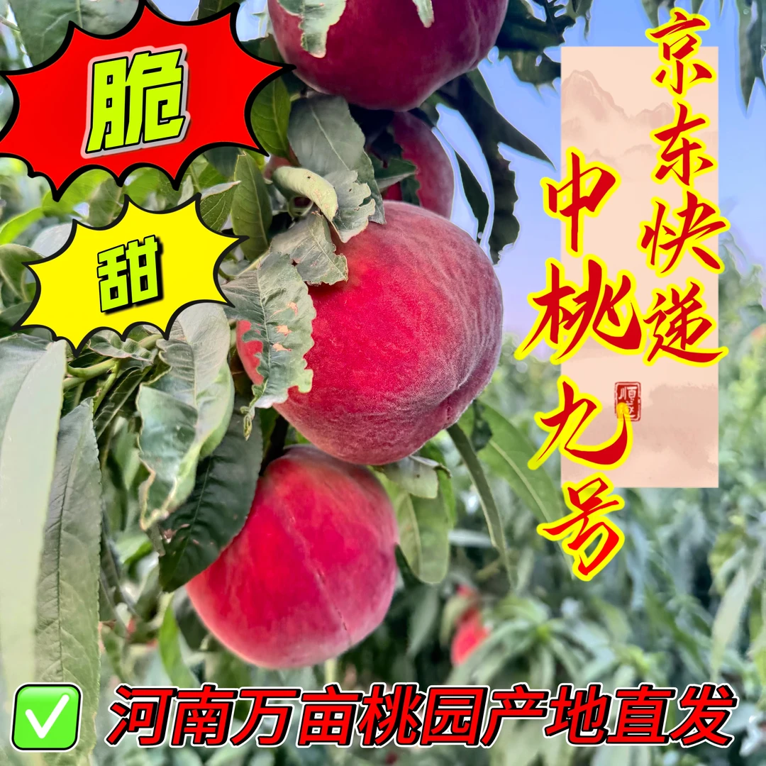 【京东发货】中桃9号 河南万亩桃园毛脆桃 脆甜可口个大饱满
