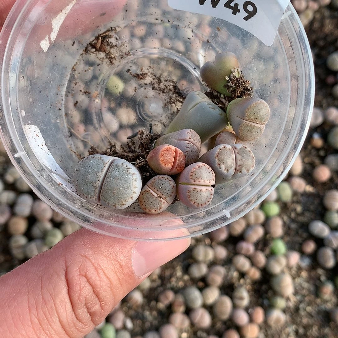 大****瓜W49多肉植物保护