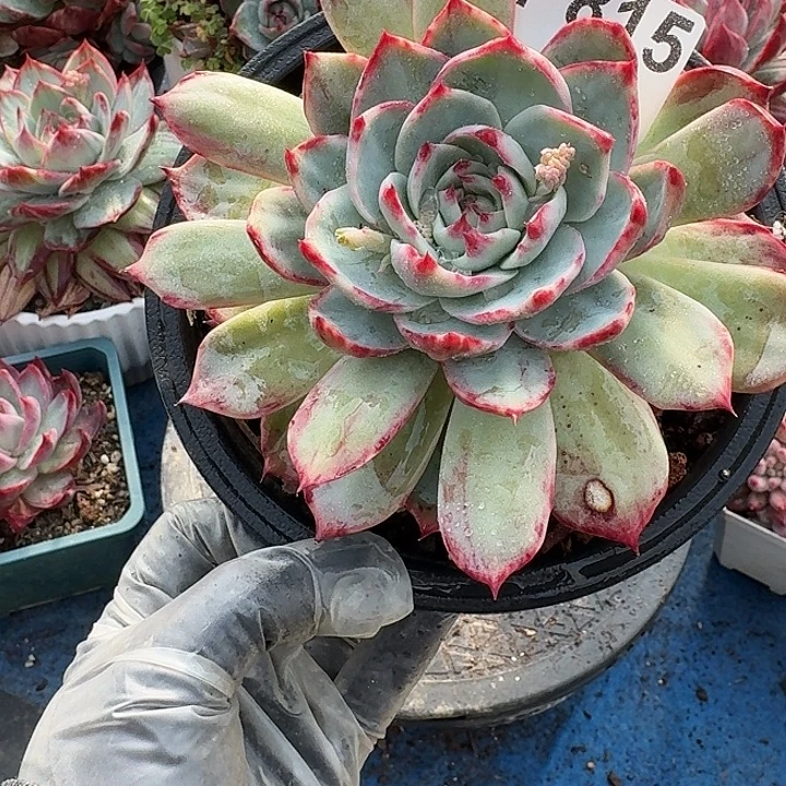 惊鸿惊鸿惊鸿 815...........