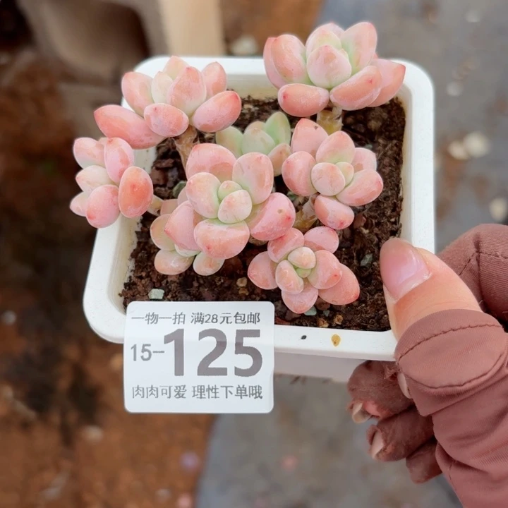 红洛神无盆土发货多肉多