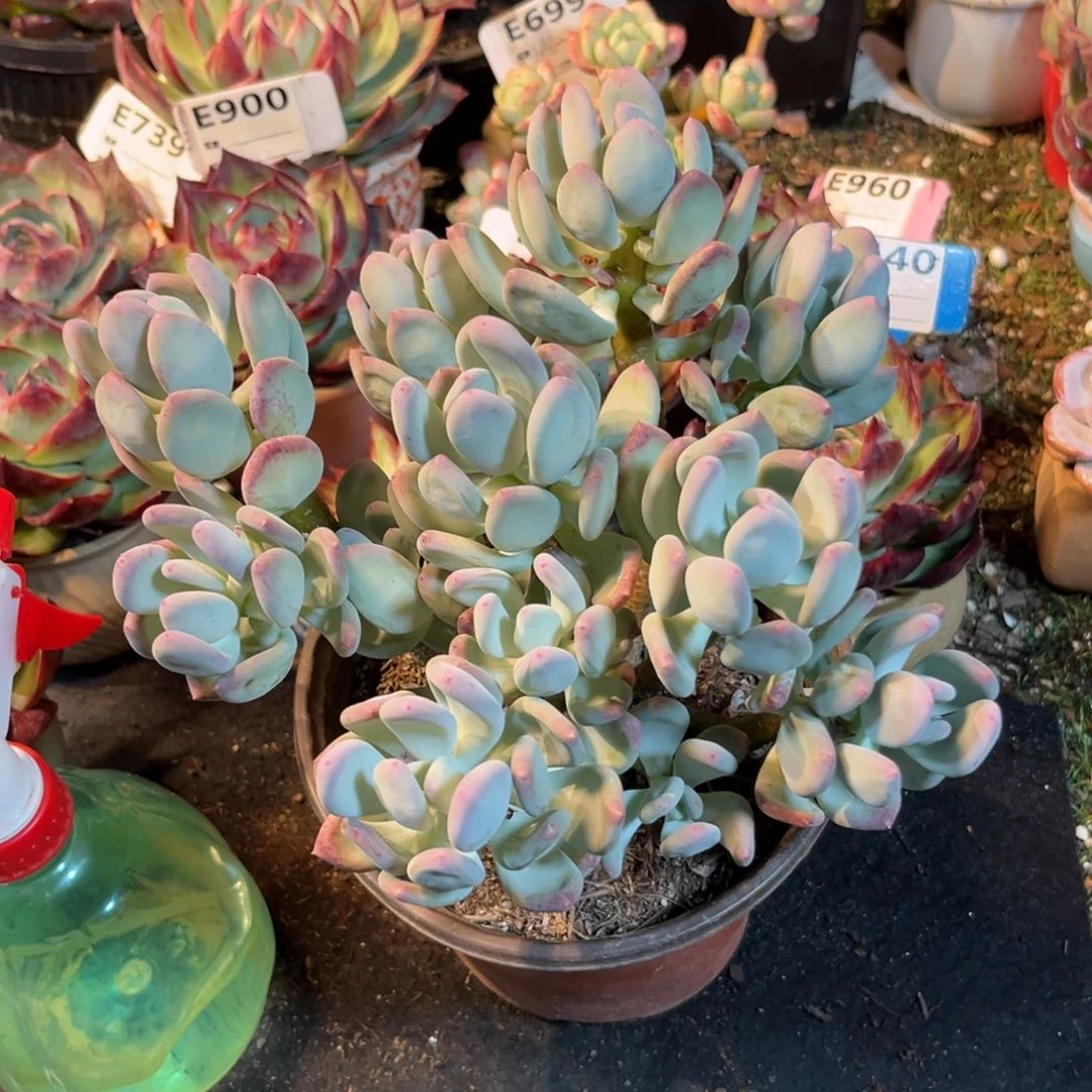 仙***陳三日月美人多肉植物