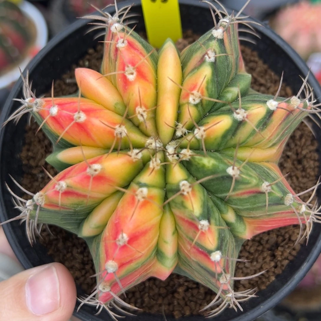 泰系实生大腹肌肋骨锦A65