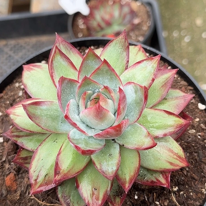 外翻拉丝惊鸿一物一拍包装收缩花旱