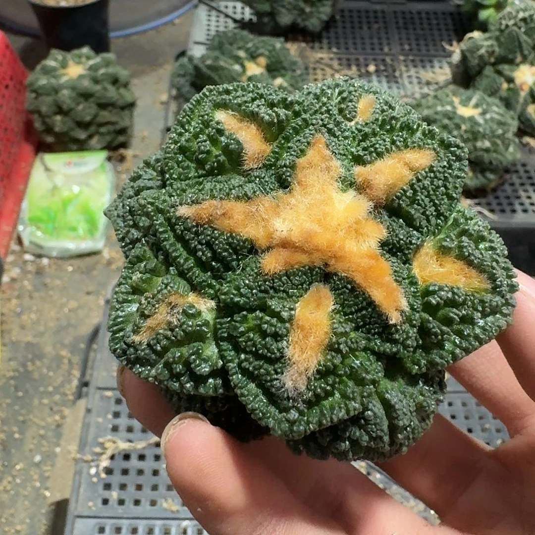 903号仙人球有根了