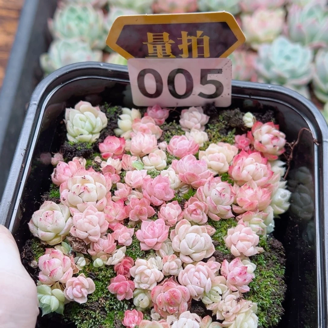 多肉植物多肉植物