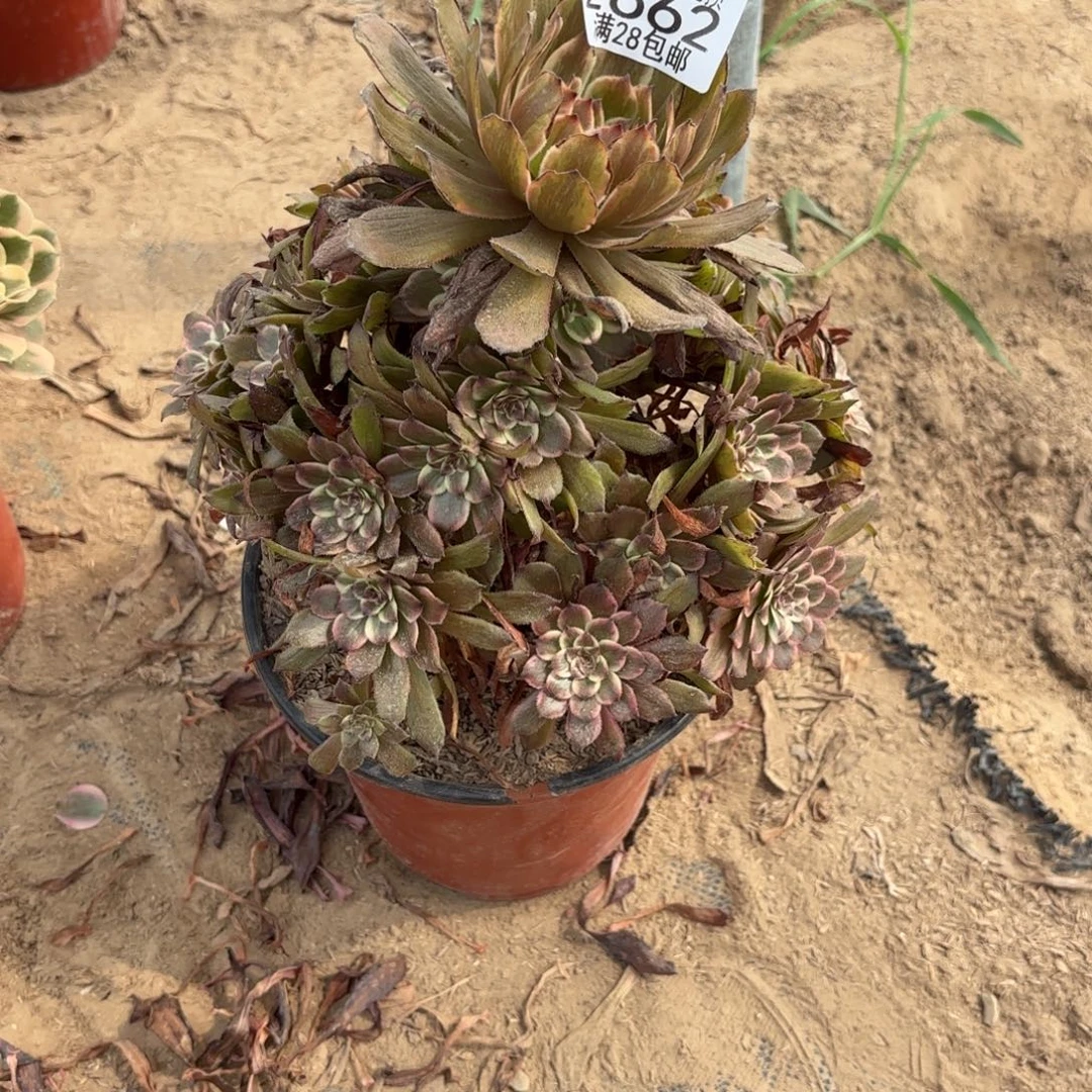 Q. 2662紫霞仙子多肉。ao