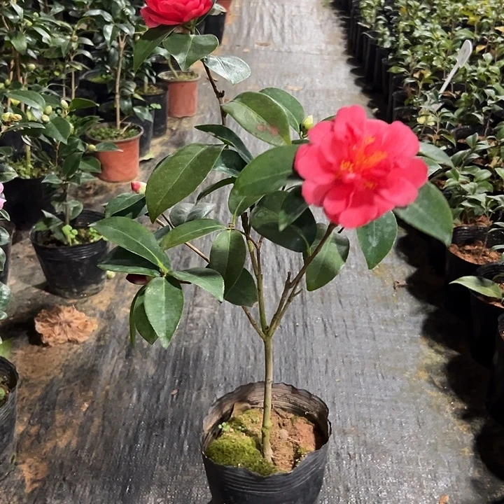 大部分花苞少量开放，四季茶