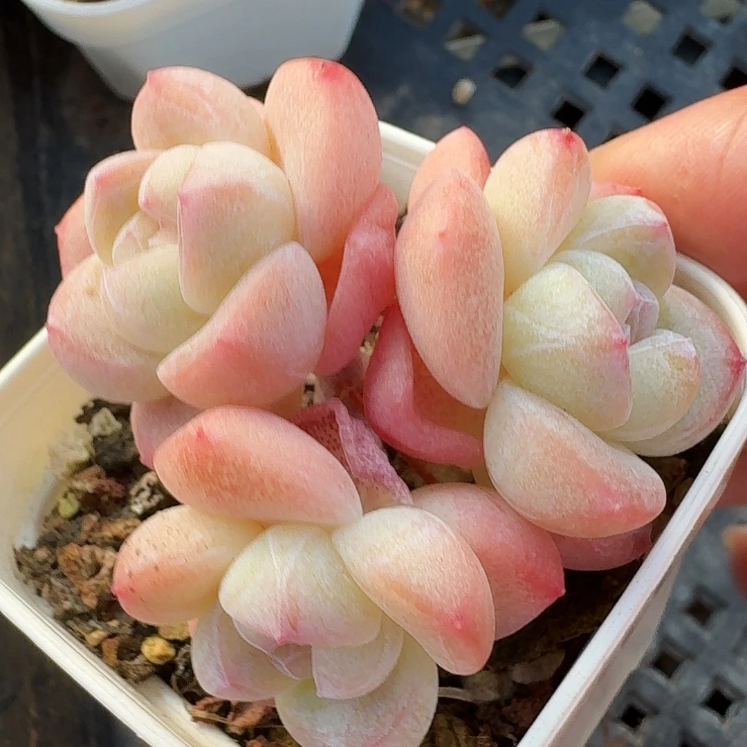 白底冰玉群生小树，腿粗