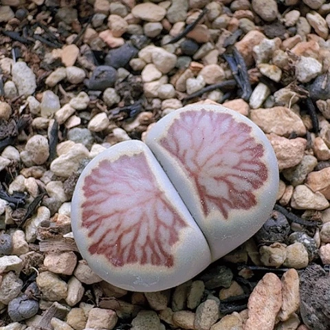 2207红菊窗菊花纹带盆发货