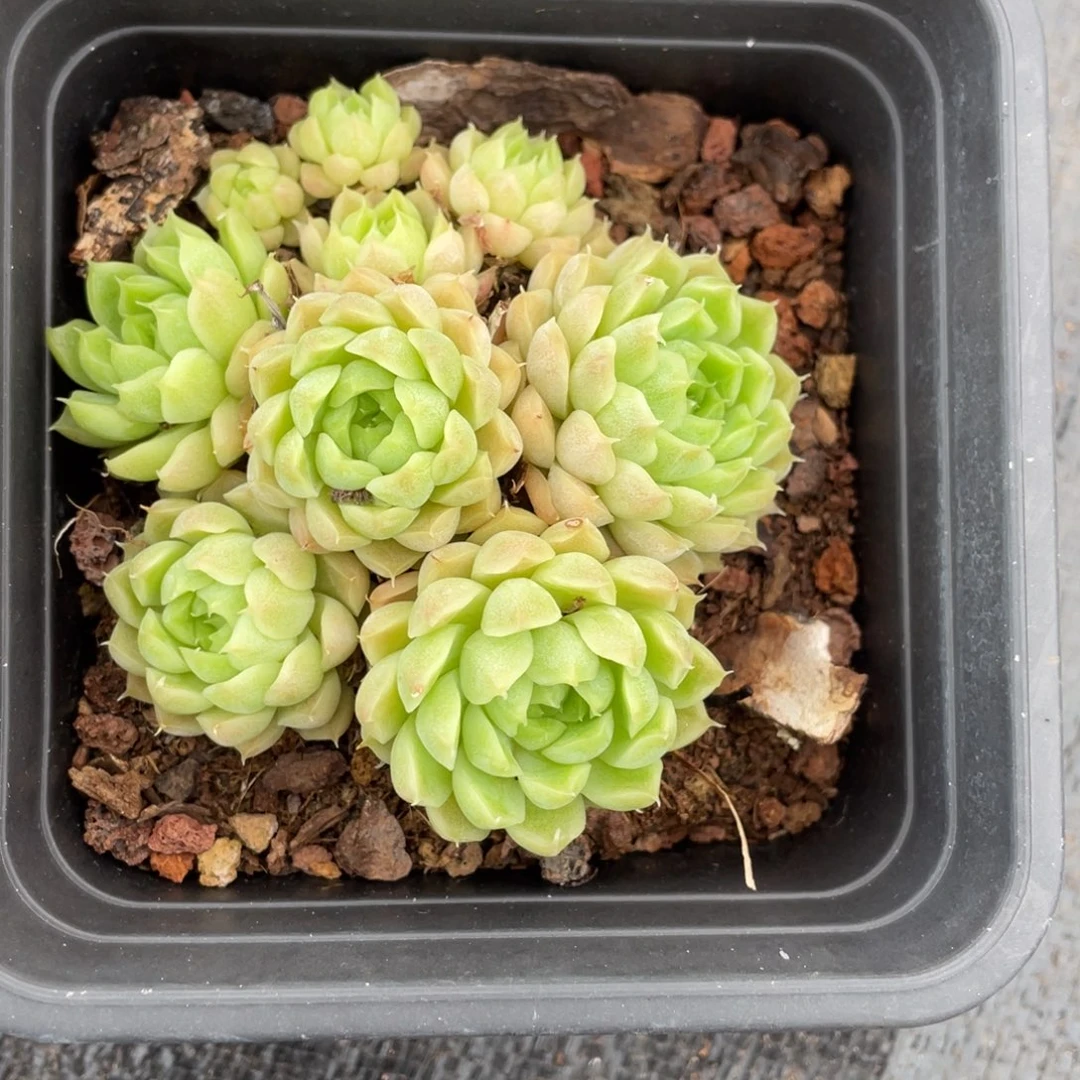 小脸麦秆手捧群生