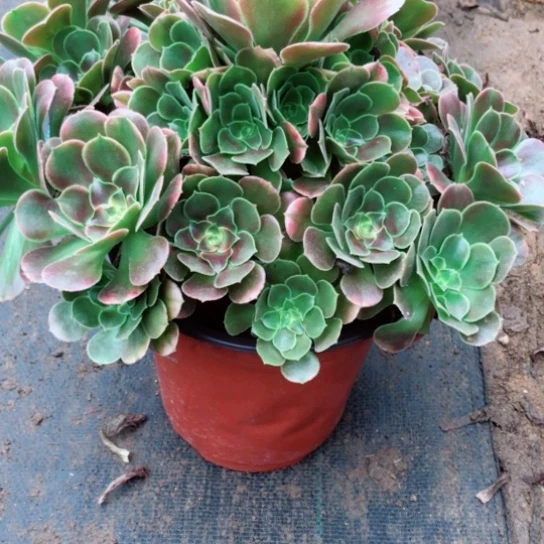 简****无花朵142号法师多肉植物