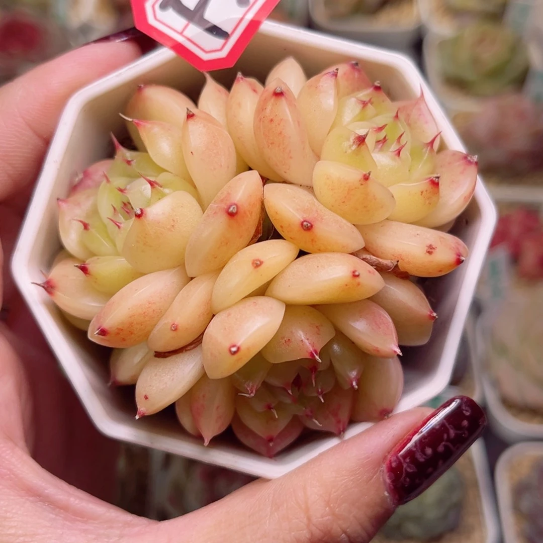 D****?F203一物一拍 小金猪