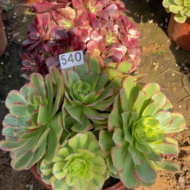 无花朵540多肉植物组合无售后