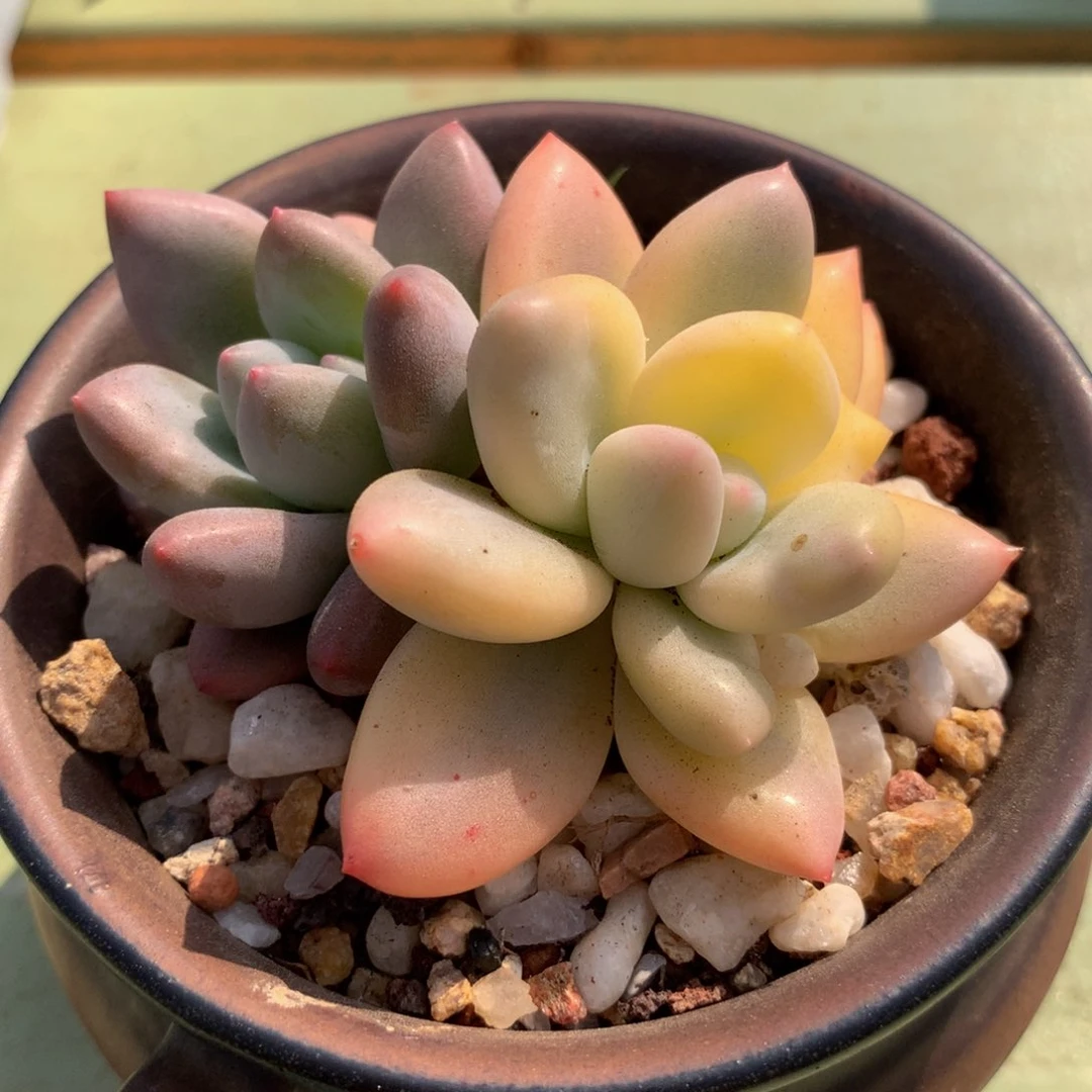 新香水锦锦上园艺一物一拍