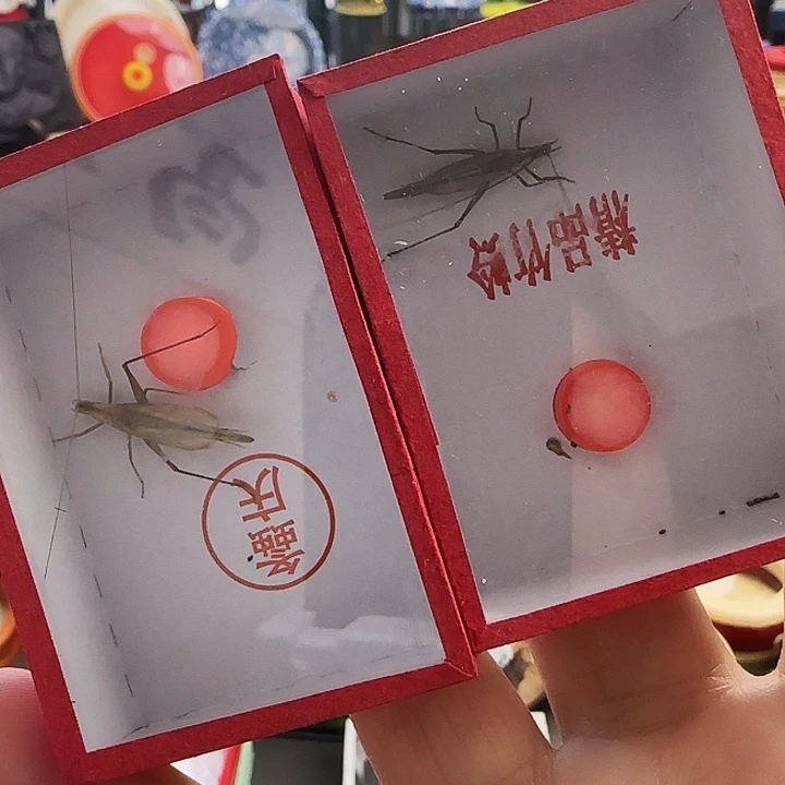 紫竹➕柬竹啊啊啊啊啊