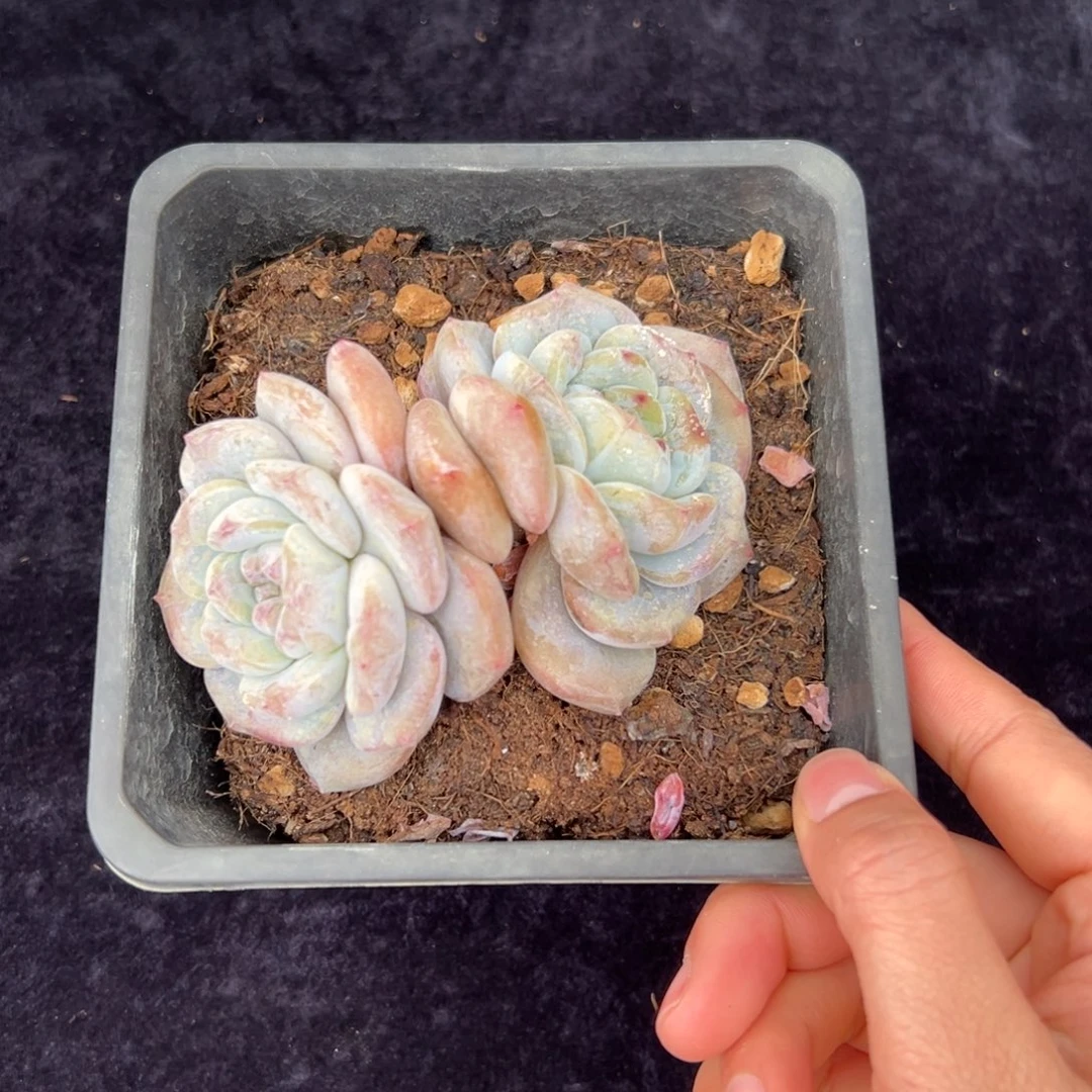 新年快乐新年快乐