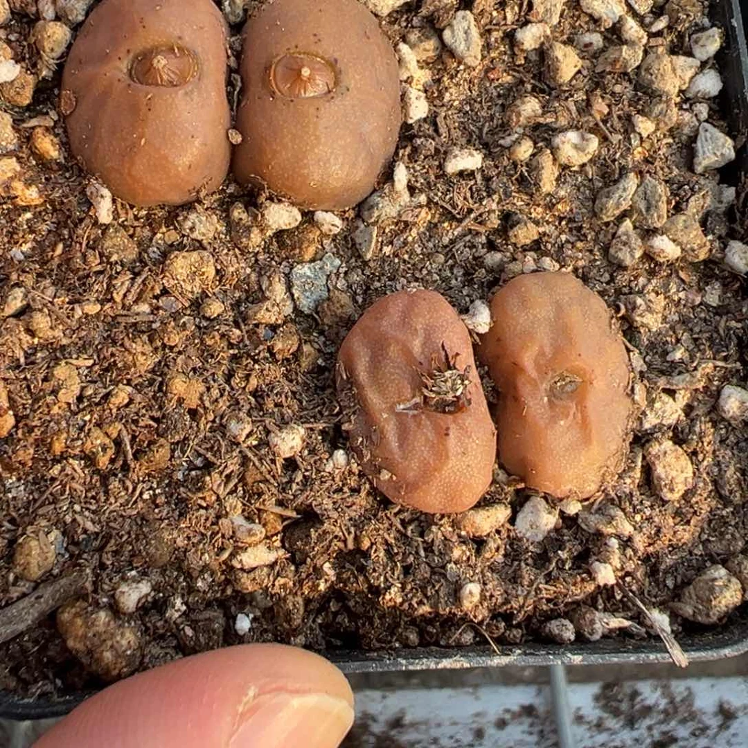 妞*18-48 480烧麦多肉植物