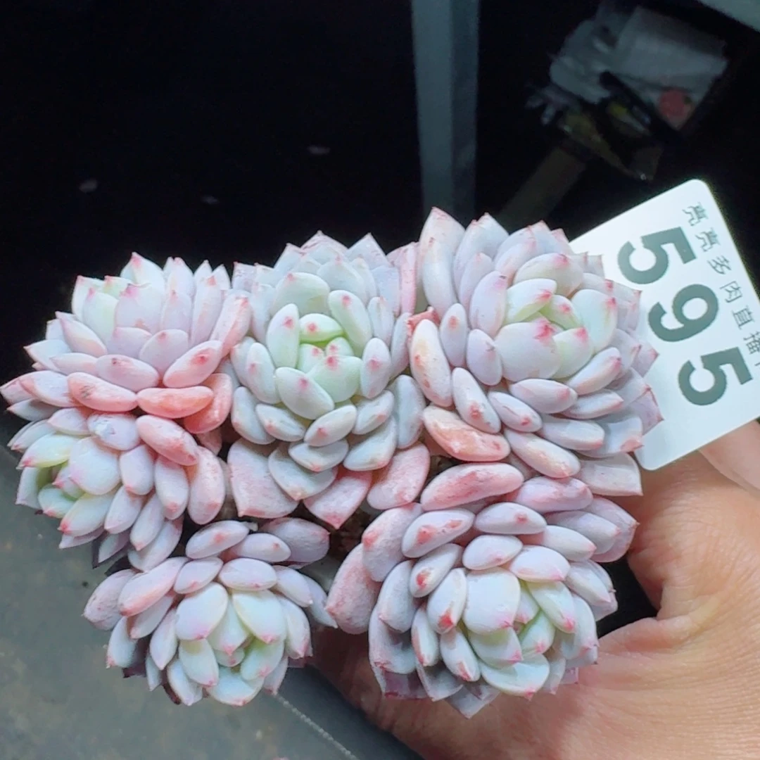 星星橙      愿你一路坦途，乘风破浪展宏图