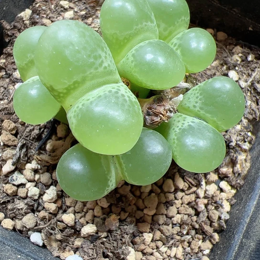 【闪购商品】339 泡泡风铃